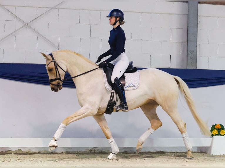 Niemiecki koń sportowy Wałach 5 lat 158 cm Izabelowata in Marsberg