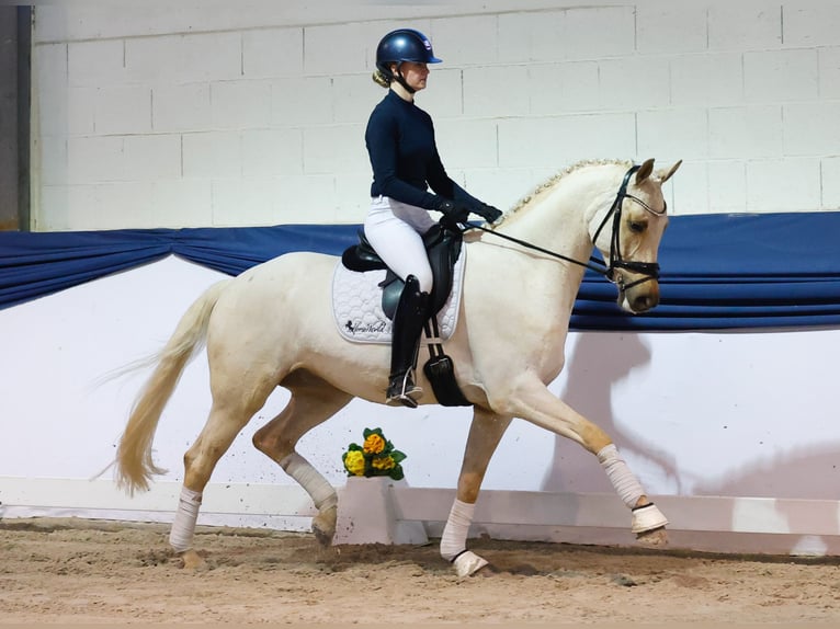 Niemiecki koń sportowy Wałach 5 lat 158 cm Izabelowata in Marsberg