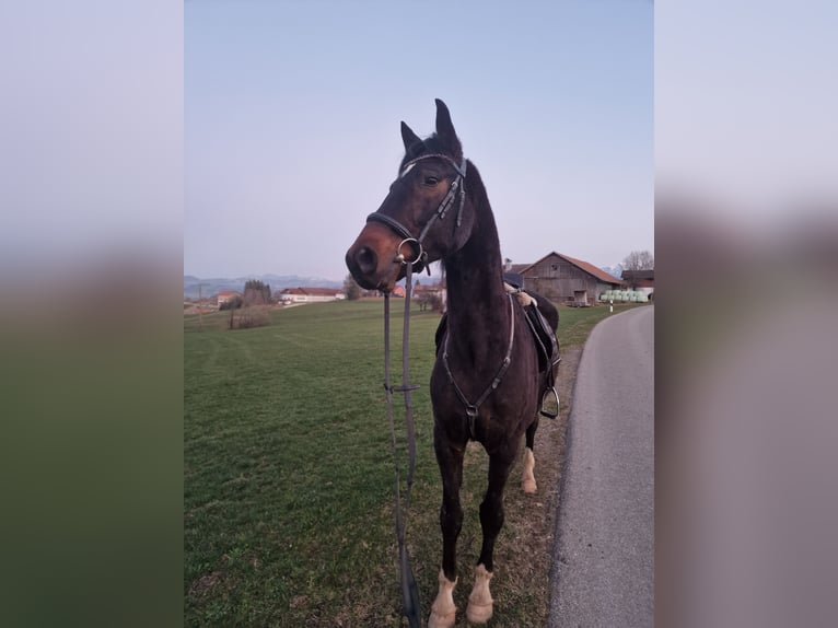 Niemiecki koń sportowy Wałach 5 lat 160 cm Gniada in Waltenhofen