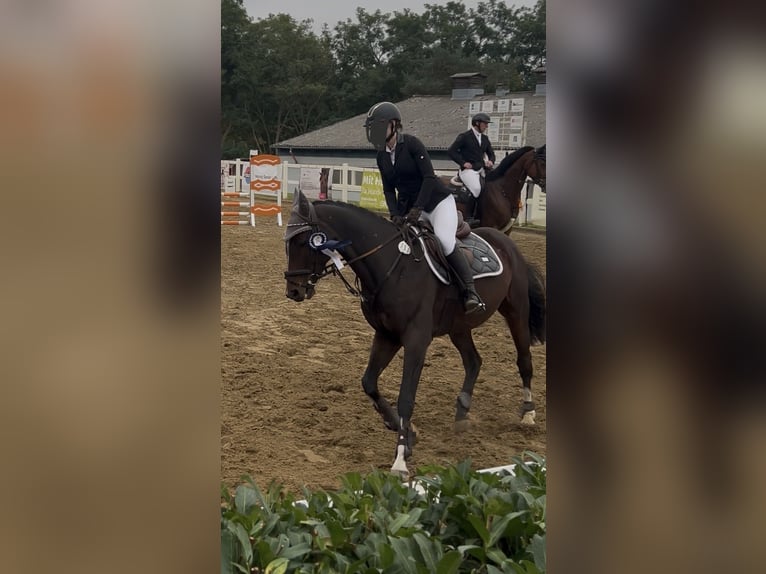 Niemiecki koń sportowy Wałach 5 lat 160 cm Gniada in Bestensee
