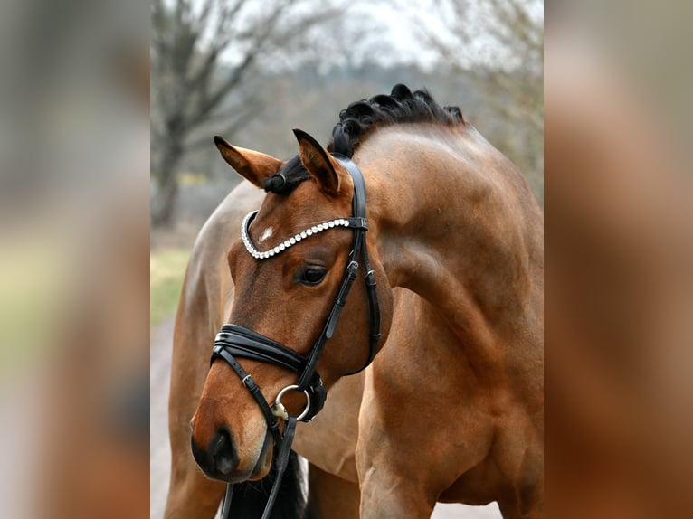 Niemiecki koń sportowy Wałach 5 lat 162 cm Gniada in Kamern