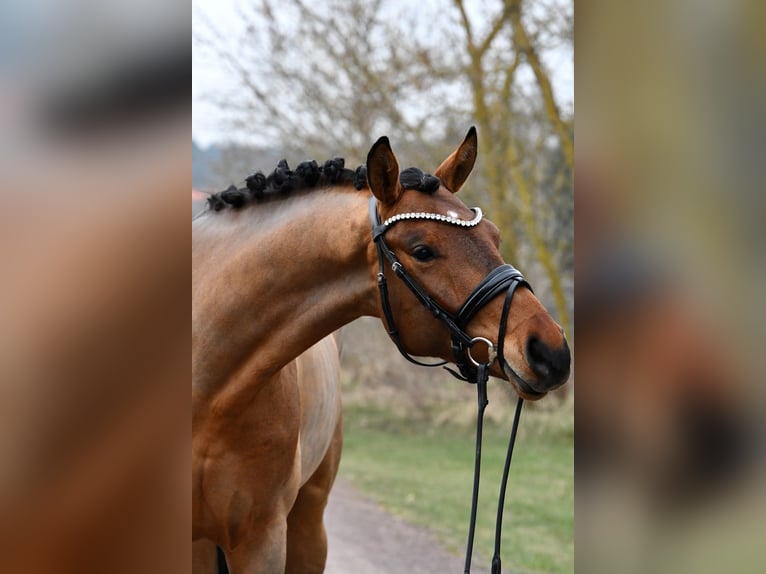 Niemiecki koń sportowy Wałach 5 lat 162 cm Gniada in Kamern