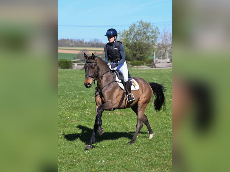Niemiecki koń sportowy Wałach 5 lat 162 cm Gniada in Gomadingen