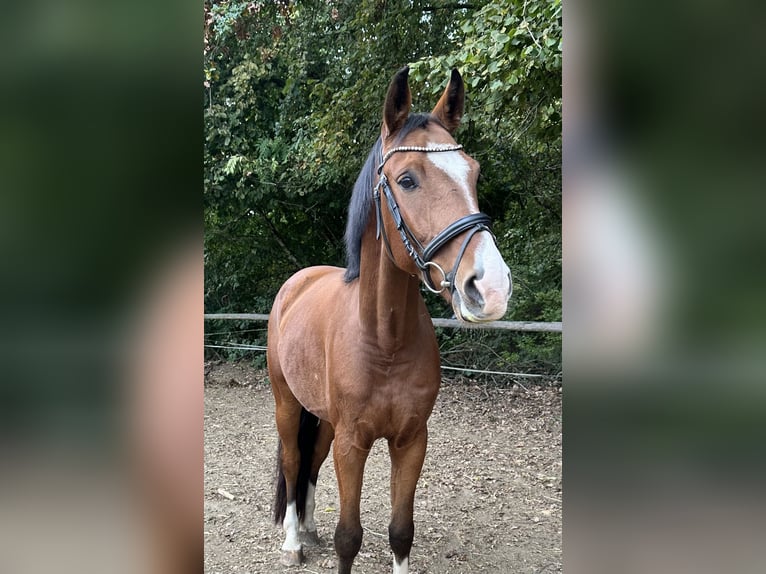 Niemiecki koń sportowy Wałach 5 lat 163 cm Gniada in Falkenberg
