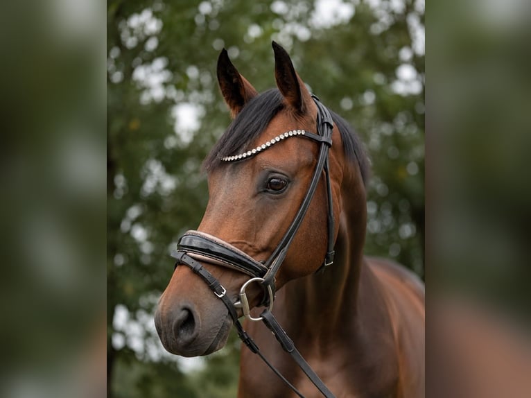 Niemiecki koń sportowy Wałach 5 lat 164 cm Ciemnogniada in Zahna-Elster
