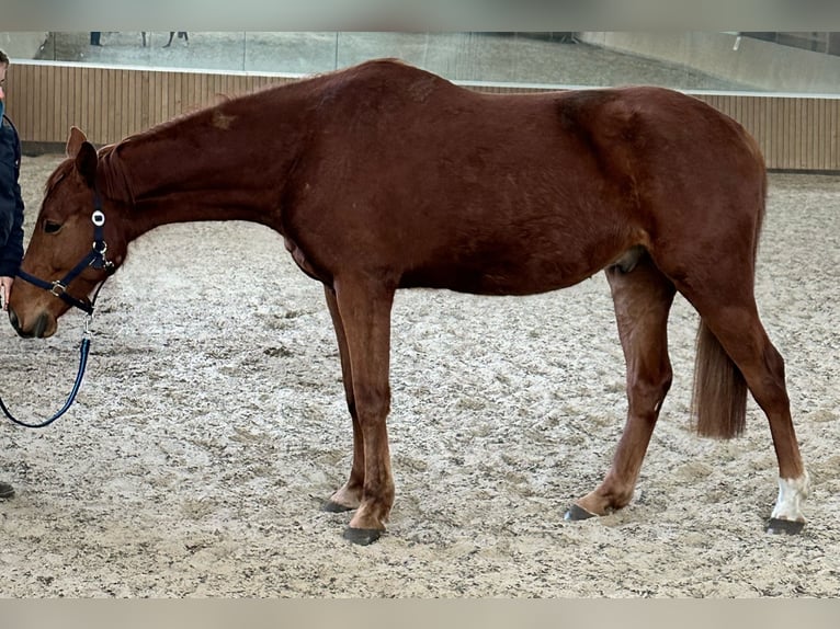 Niemiecki koń sportowy Wałach 5 lat 164 cm Kasztanowata in Rheinsberg