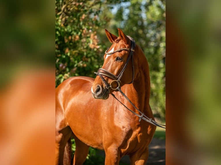 Niemiecki koń sportowy Wałach 5 lat 164 cm Kasztanowata in Lutherstadt Wittenberg