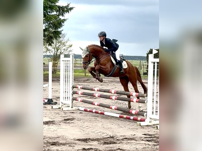 Niemiecki koń sportowy Wałach 5 lat 164 cm Kasztanowata in Lutherstadt Wittenberg