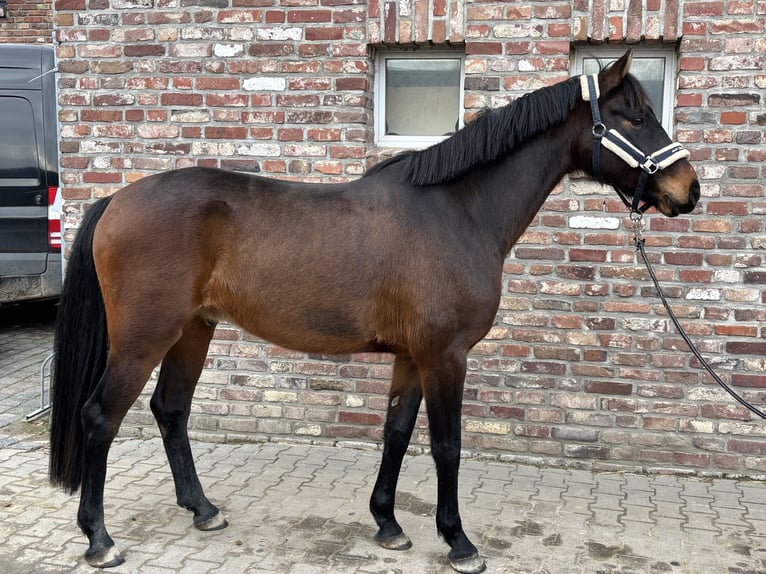 Niemiecki koń sportowy Wałach 5 lat 165 cm Ciemnogniada in Grevenbroich