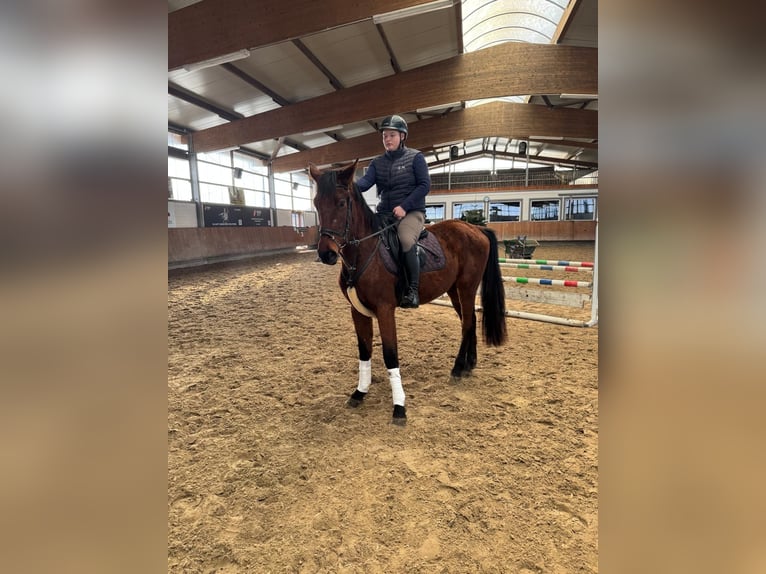 Niemiecki koń sportowy Wałach 5 lat 165 cm Gniada in Grevenbroich