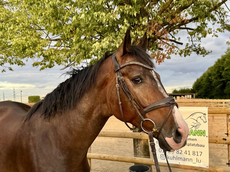 Niemiecki koń sportowy Wałach 5 lat 165 cm Gniada in Grevenbroich