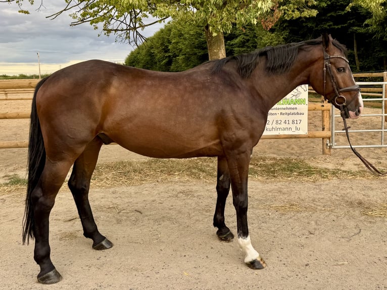 Niemiecki koń sportowy Wałach 5 lat 165 cm Gniada in Grevenbroich