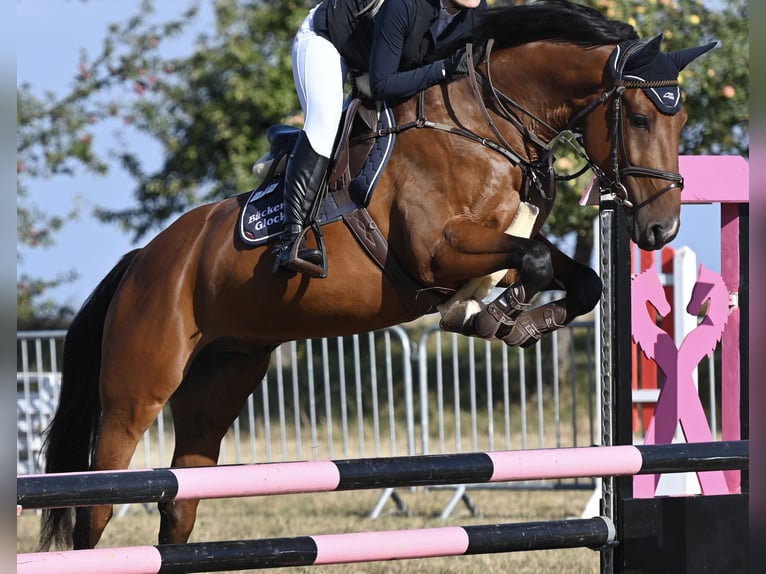Niemiecki koń sportowy Wałach 5 lat 165 cm Gniada in Merkers-Kieselbach