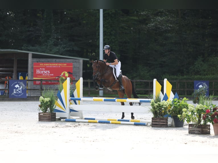 Niemiecki koń sportowy Wałach 5 lat 165 cm Gniada in Lastrup
