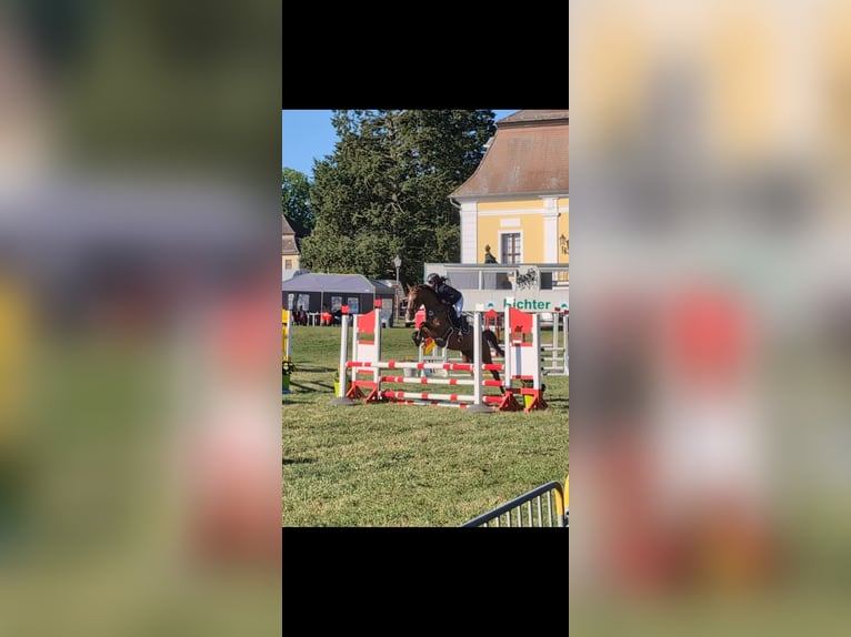 Niemiecki koń sportowy Wałach 5 lat 165 cm Gniada in Libbesdorf