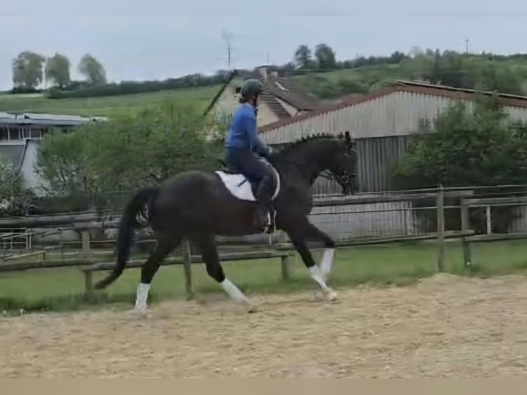 Niemiecki koń sportowy Wałach 5 lat 165 cm Kara in Lonsee