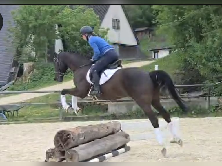 Niemiecki koń sportowy Wałach 5 lat 165 cm Kara in Lonsee