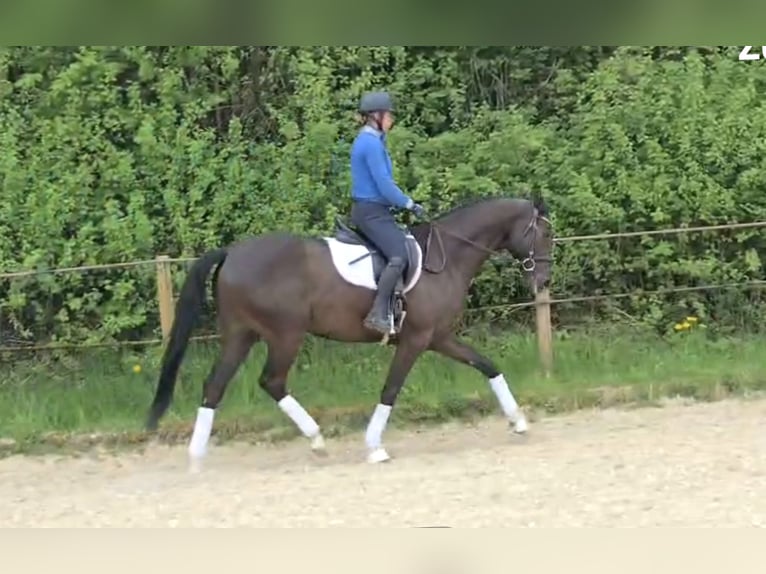 Niemiecki koń sportowy Wałach 5 lat 165 cm Kara in Lonsee
