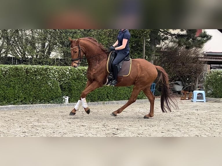 Niemiecki koń sportowy Wałach 5 lat 165 cm Kasztanowata in Schönwalde