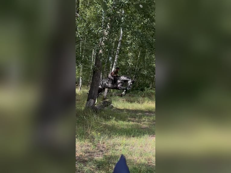 Niemiecki koń sportowy Wałach 5 lat 165 cm Siwa jabłkowita in Teupitz / N&#xE4;he