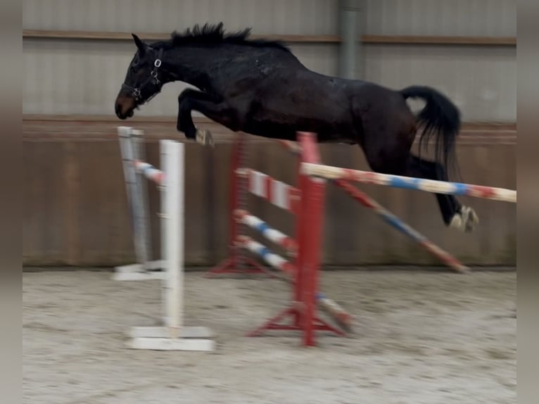 Niemiecki koń sportowy Wałach 5 lat 165 cm Skarogniada in Zieuwent