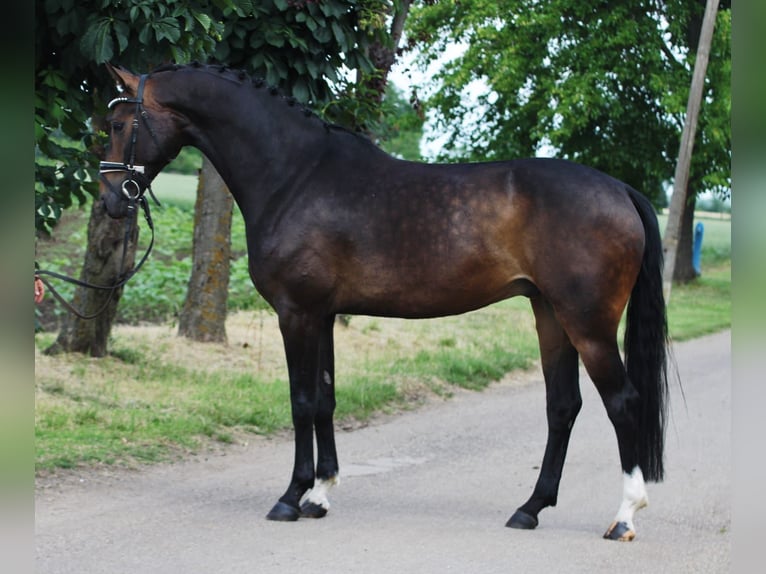 Niemiecki koń sportowy Wałach 5 lat 166 cm Ciemnogniada in Szarvas