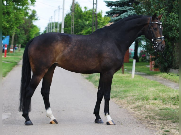Niemiecki koń sportowy Wałach 5 lat 166 cm Ciemnogniada in Szarvas