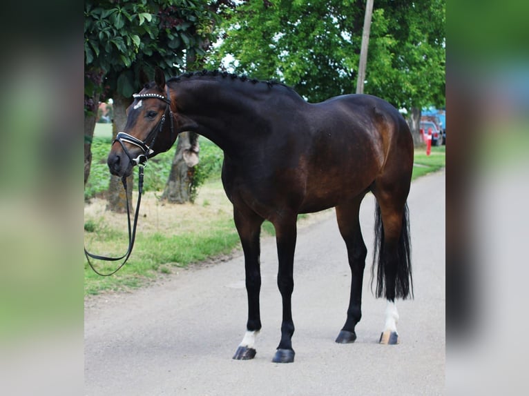 Niemiecki koń sportowy Wałach 5 lat 166 cm Ciemnogniada in Szarvas