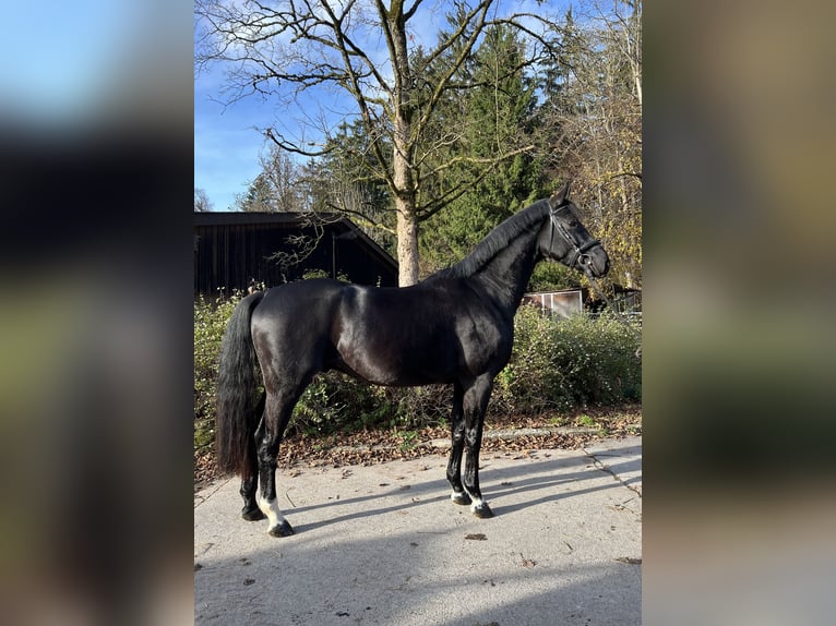 Niemiecki koń sportowy Wałach 5 lat 166 cm Kara in Mainhardt