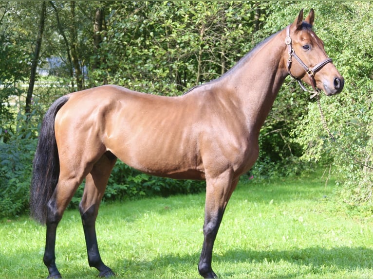 Niemiecki koń sportowy Wałach 5 lat 166 cm in Erharting