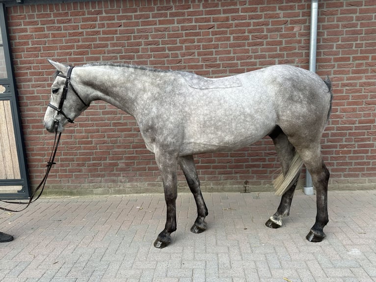 Niemiecki koń sportowy Wałach 5 lat 166 cm Siwa in Bad Kreuznach