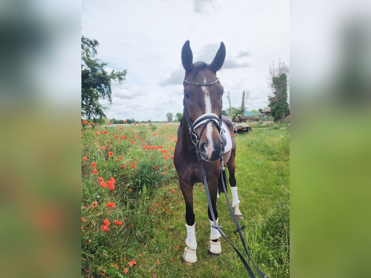 Niemiecki koń sportowy Wałach 5 lat 167 cm Ciemnogniada in Dallgow-Döberitz