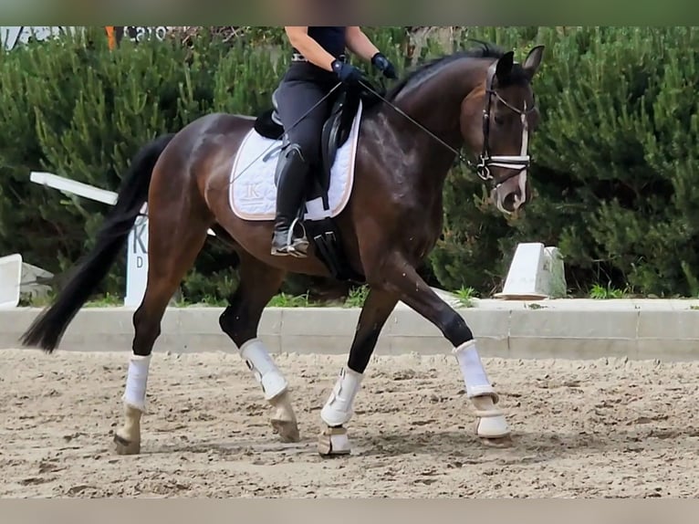 Niemiecki koń sportowy Wałach 5 lat 167 cm Ciemnogniada in Dallgow-Döberitz