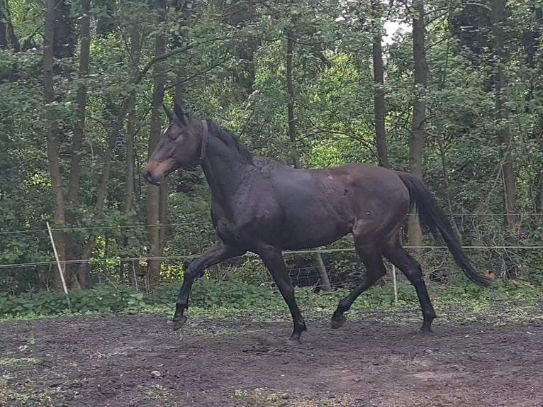 Niemiecki koń sportowy Wałach 5 lat 167 cm Skarogniada in Neustadt (Dosse)
