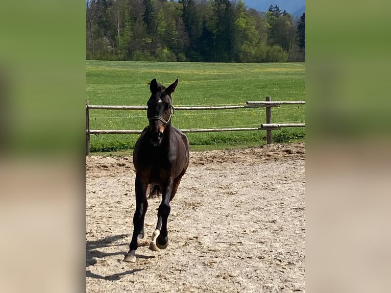 Niemiecki koń sportowy Wałach 5 lat 168 cm Ciemnogniada in Fischbachau