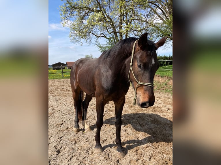 Niemiecki koń sportowy Wałach 5 lat 168 cm Ciemnogniada in Fischbachau