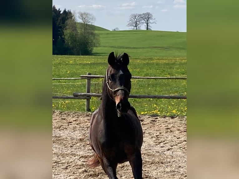 Niemiecki koń sportowy Wałach 5 lat 168 cm Ciemnogniada in Fischbachau