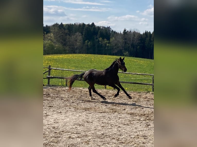 Niemiecki koń sportowy Wałach 5 lat 168 cm Ciemnogniada in Fischbachau