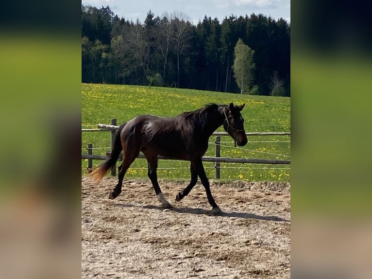 Niemiecki koń sportowy Wałach 5 lat 168 cm Ciemnogniada in Fischbachau