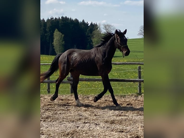 Niemiecki koń sportowy Wałach 5 lat 168 cm Ciemnogniada in Fischbachau