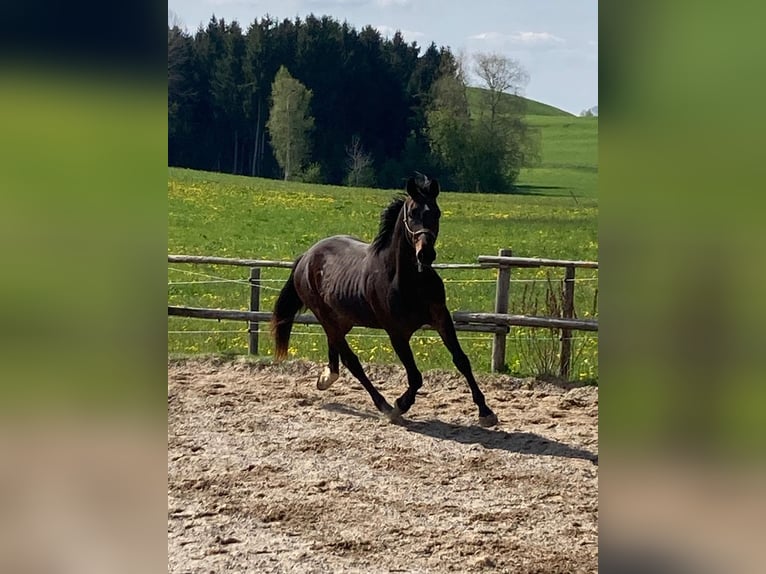Niemiecki koń sportowy Wałach 5 lat 168 cm Ciemnogniada in Fischbachau