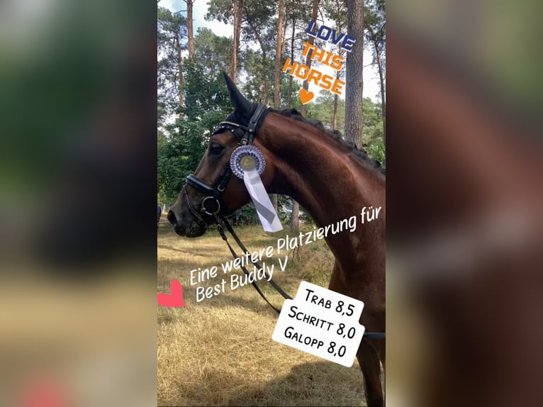 Niemiecki koń sportowy Wałach 5 lat 168 cm Ciemnokasztanowata in Rochau