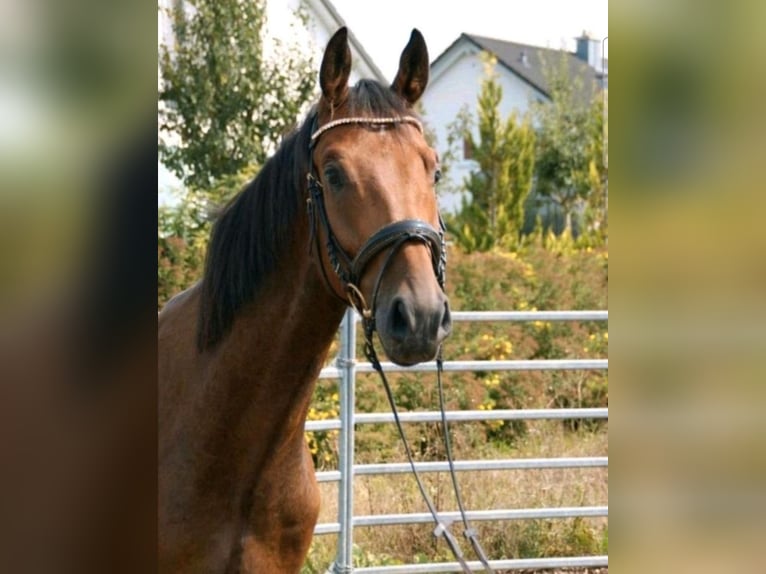 Niemiecki koń sportowy Wałach 5 lat 168 cm Gniada in Sontheim an der Brenz