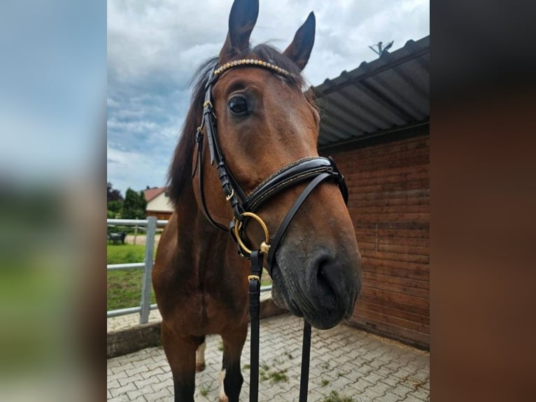 Niemiecki koń sportowy Wałach 5 lat 168 cm Gniada in Sontheim an der Brenz