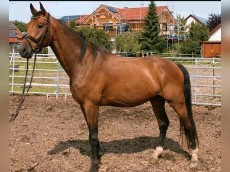 Niemiecki koń sportowy Wałach 5 lat 168 cm Gniada in Sontheim an der Brenz