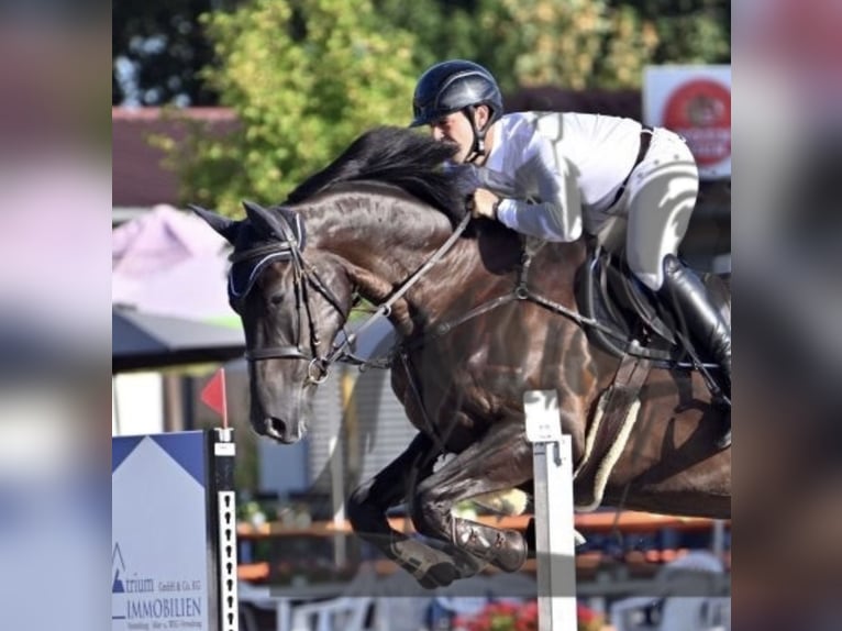 Niemiecki koń sportowy Wałach 5 lat 168 cm Kara in Zeitlofs