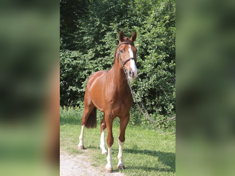 Niemiecki koń sportowy Wałach 5 lat 168 cm Kasztanowata in Erharting