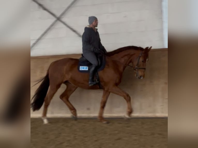 Niemiecki koń sportowy Wałach 5 lat 168 cm Kasztanowata in Michaelisbruch