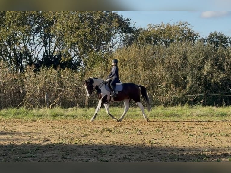 Niemiecki koń sportowy Wałach 5 lat 168 cm Srokata in Handorf