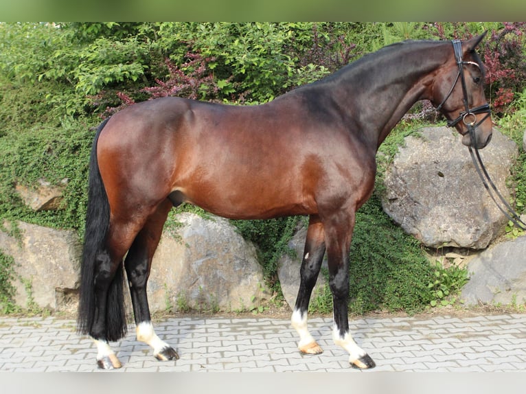Niemiecki koń sportowy Wałach 5 lat 169 cm Ciemnogniada in Usingen